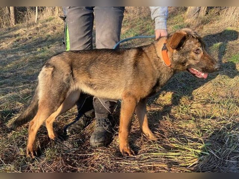 SOFIA irrte verzweifelt umher