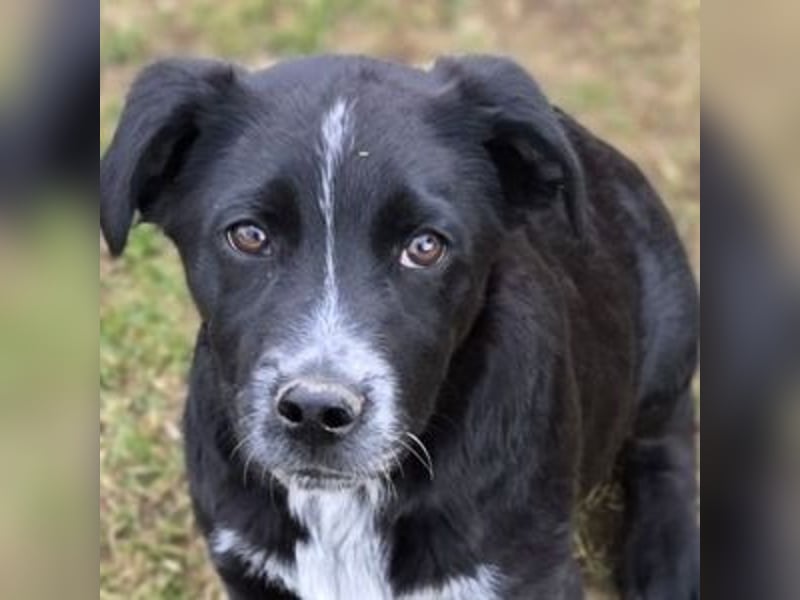 ATOS ist ein bezaubernder Hundebub