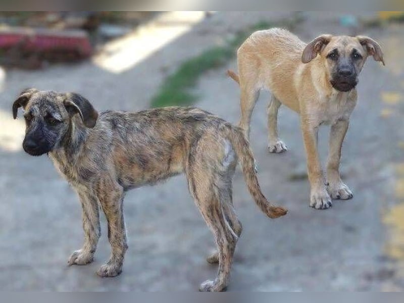 BEA ist in großer Gefahr