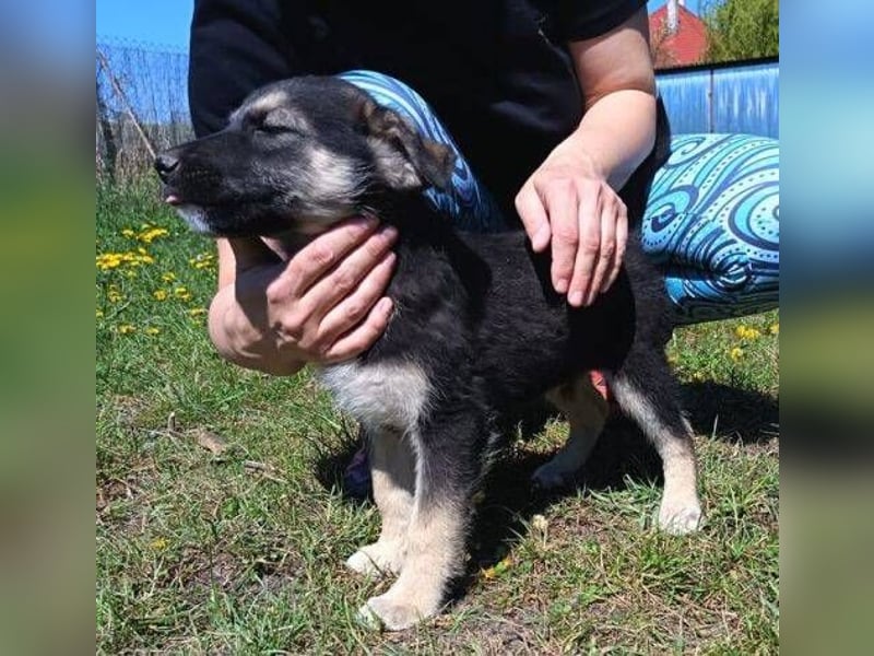 LUCAS kleiner Hundejunge auf der Suche nach dem großen Glück