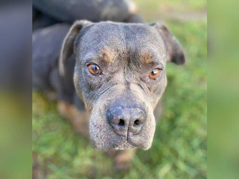 JORGI ist ein liebenswerter,  verträglicher Kerl