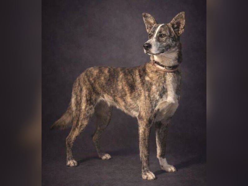 JUDY ist eine Schönheit