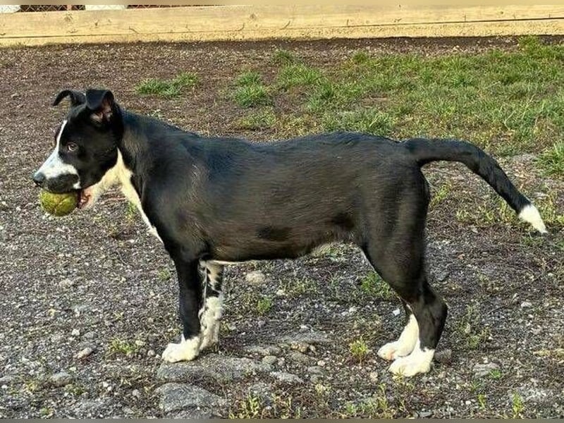 REANA ist ein süßes Hundemädchen