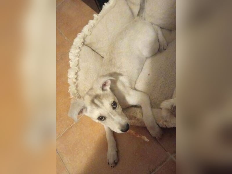 PEDRO süsses Pelzbaby