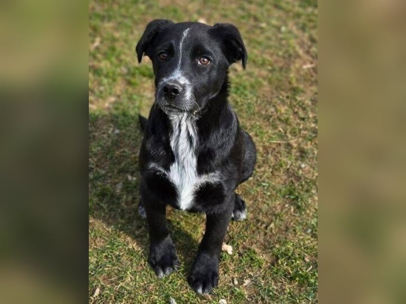 ATOS ist ein bezaubernder Hundebub