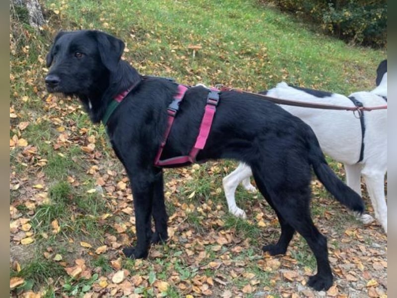 ANA 2 ist ein zauberhaftes Hundemädchen