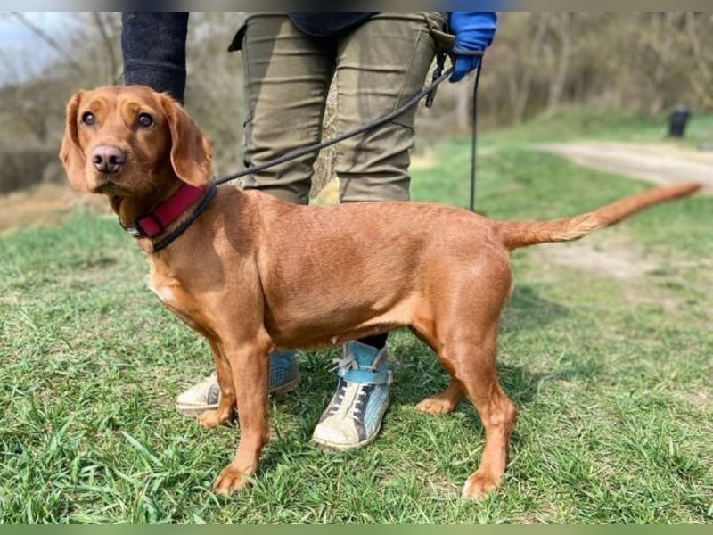 LEA, wunderschöne und zierliche Hündin