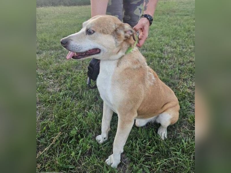 JACK ist eine Seele von Hund