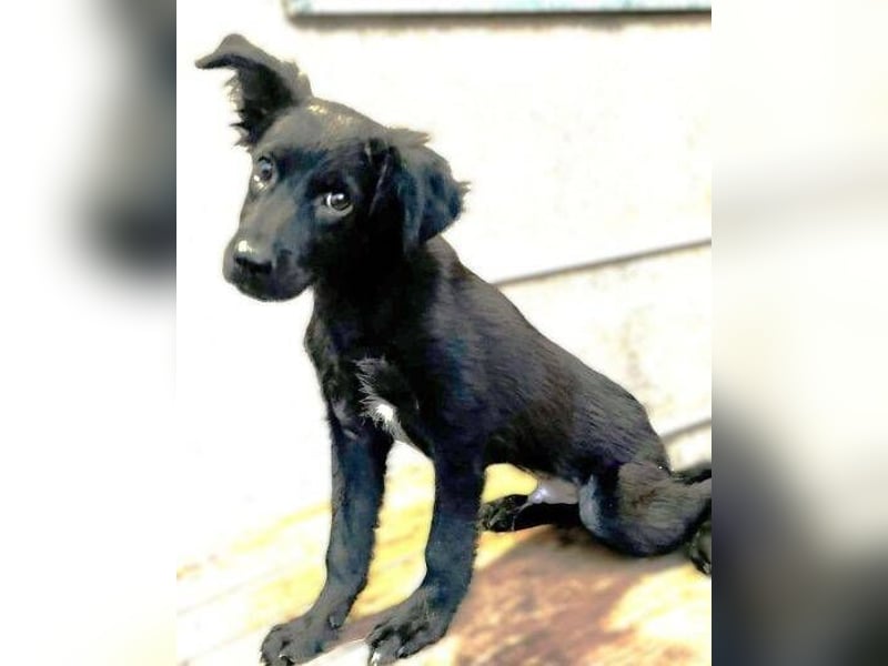 BLACKY , das süße Fellnäschen ist in großer Gefahr 