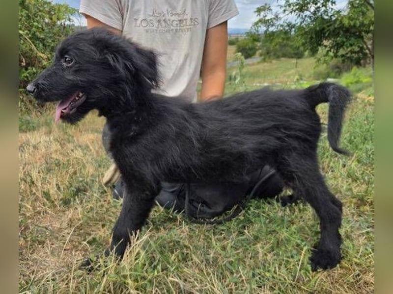 WILLI ist ein süßes Schnuffelchen