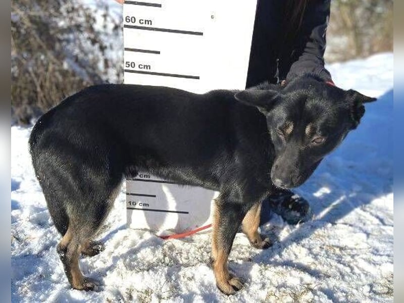 NERO ist eine Seele von Hund