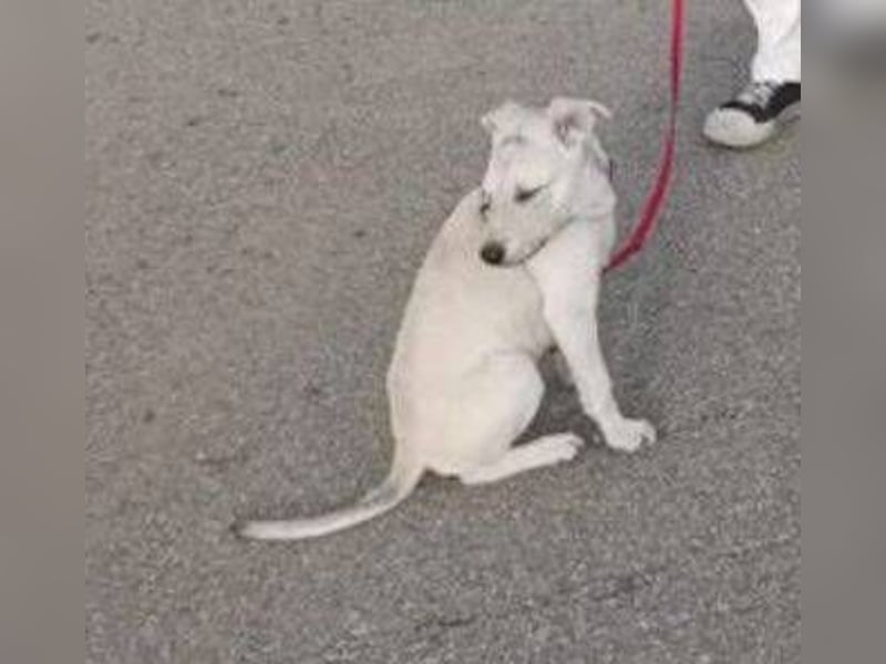 PEDRO süsses Pelzbaby