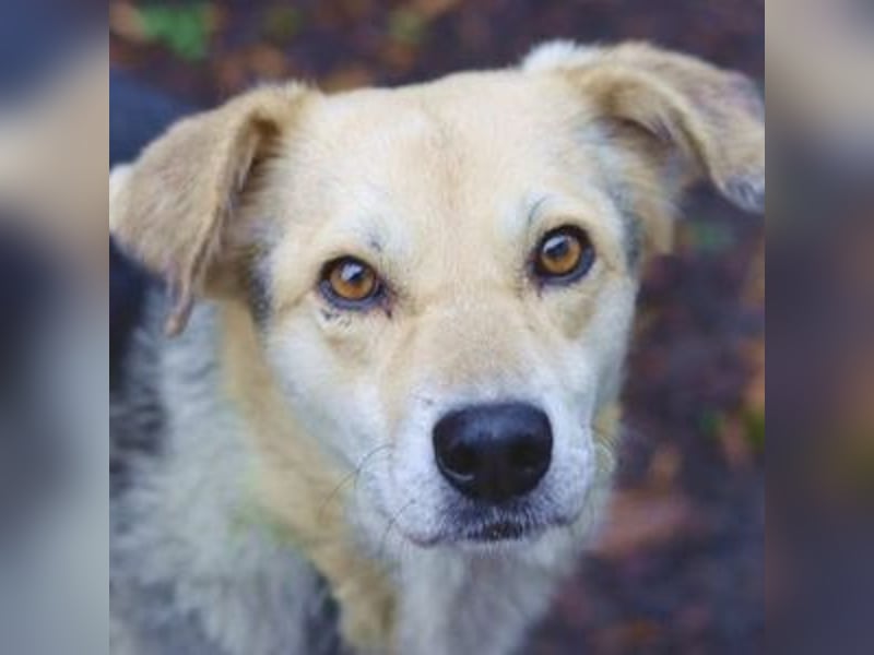 HILDE 2 - Wer schenkt ihr ein Zuhause