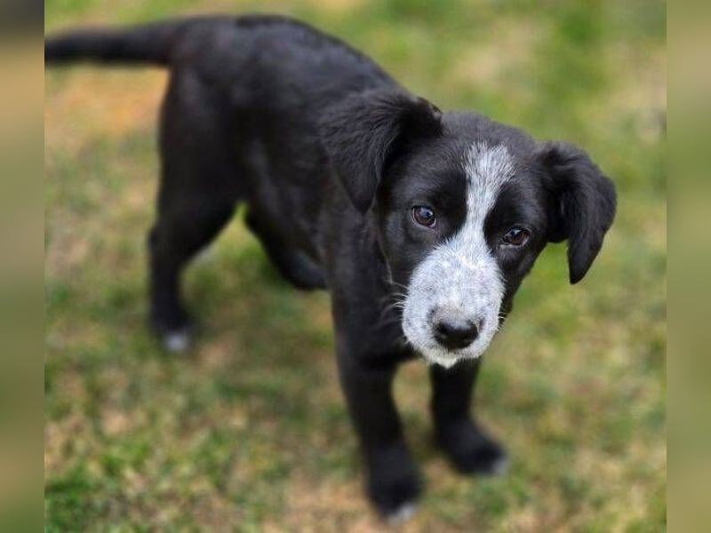 ANJA braucht dringend ein Zuhause