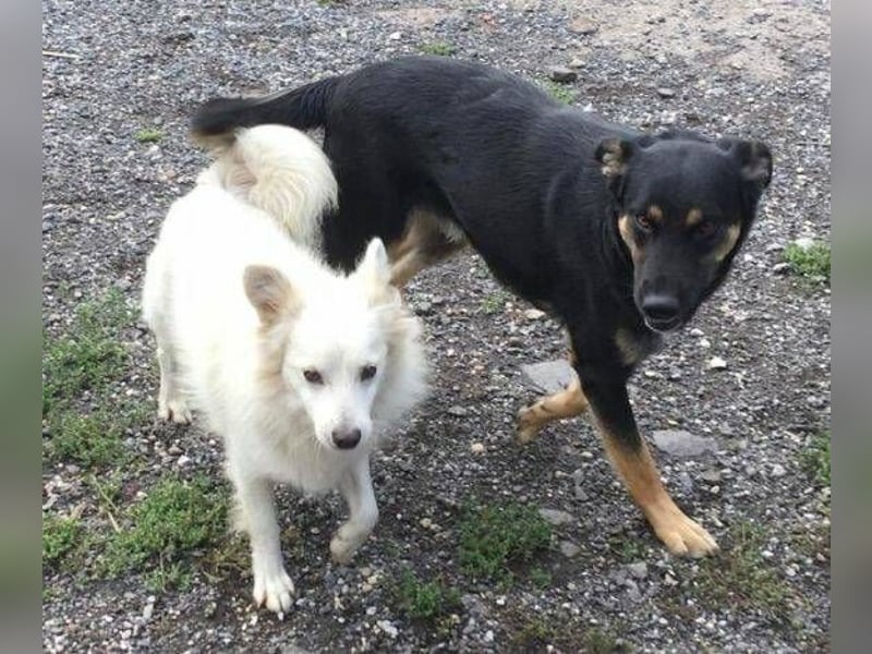 SARIO hatte einen Schutzengel