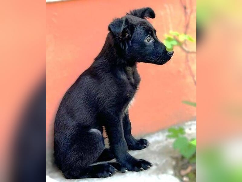 BLACKY , das süße Fellnäschen ist in großer Gefahr 