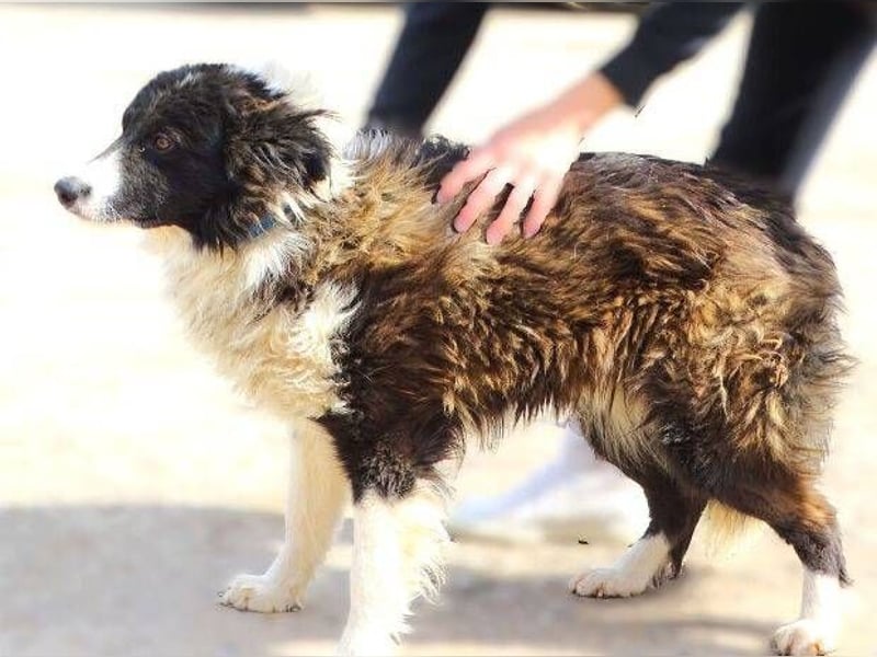 CASPER - bettelt um sein Leben