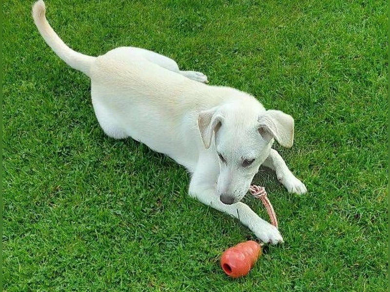 CLEO ist ein süßes Hundekind