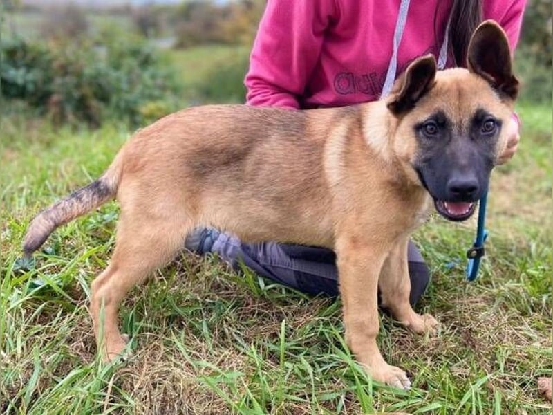 XARO süßer Hundejung sucht sein Zuhause