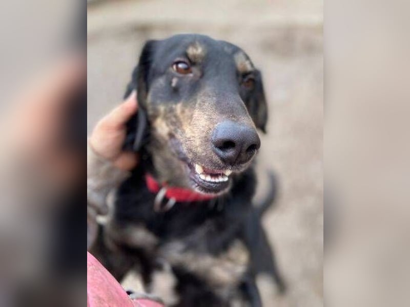 ARON irrte verloren umher