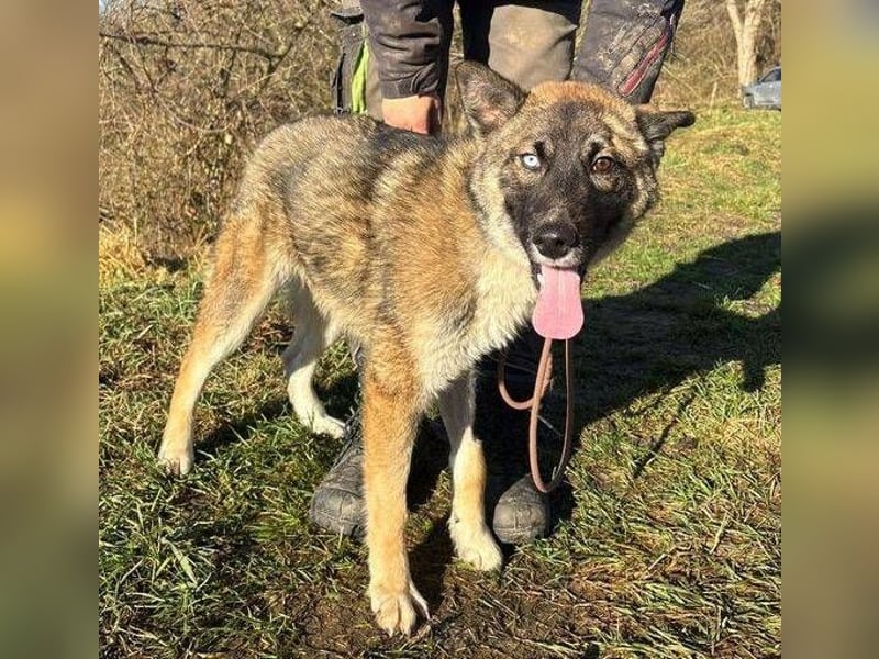 SKIPPER  hatte es nicht schön