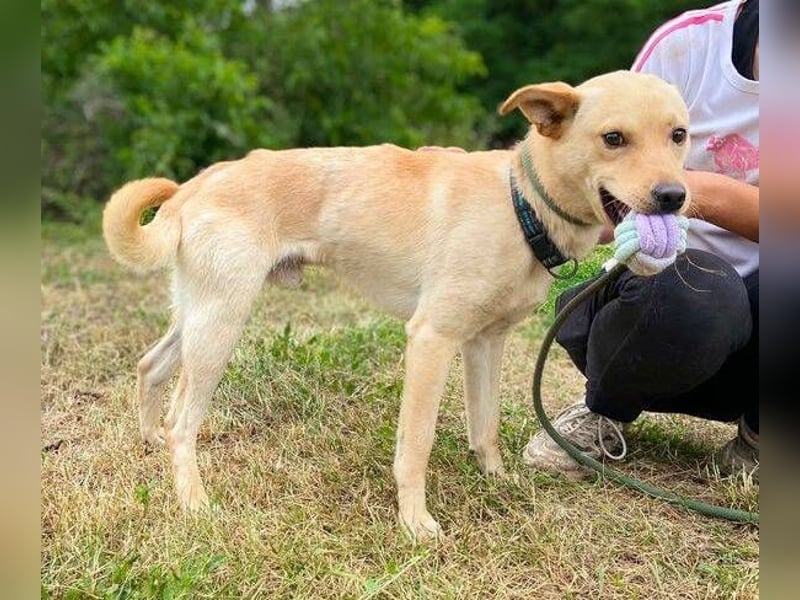 SHELDON ,verspielter , freundlicher Hundejunge