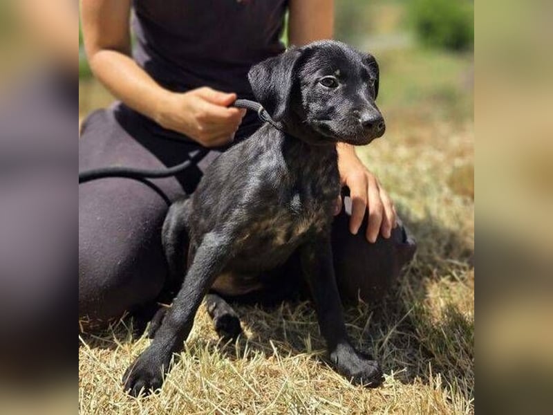 BELLA das Hundebaby wurde herzlos entsorgt