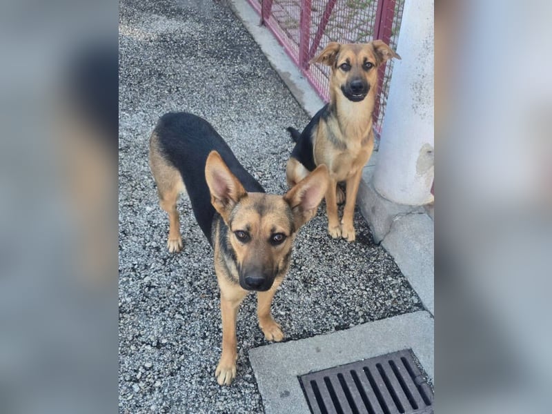 KIRA braucht Hilfe um zu überleben