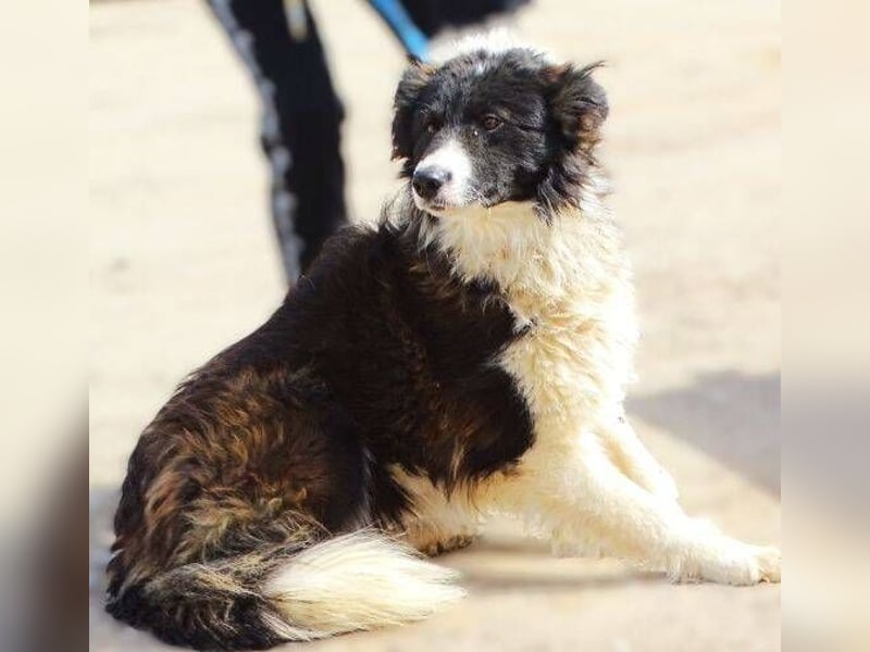 CASPER - bettelt um sein Leben