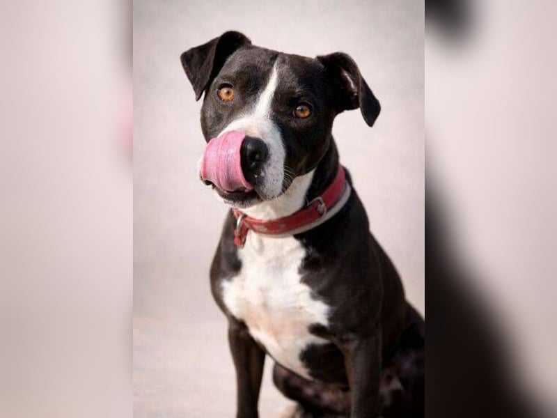 TORI hat einen Herzenswunsch  -ein Zuhause