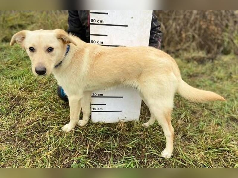 DARO wurde eiskalt ausgesetzt