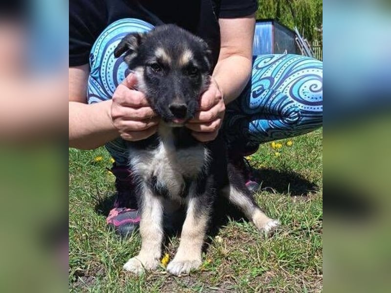 LUCAS kleiner Hundejunge auf der Suche nach dem großen Glück