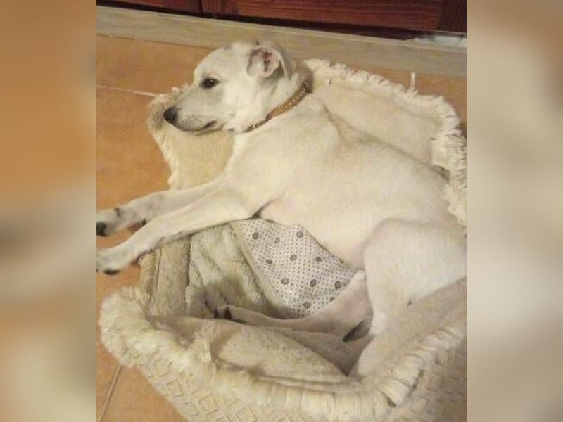 PEDRO süsses Pelzbaby