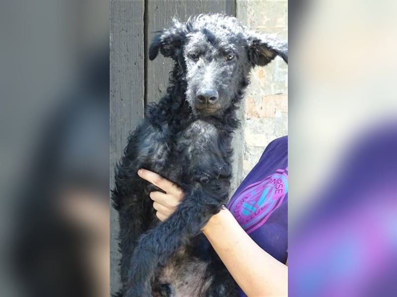 Paolo, Mischling, Welpe