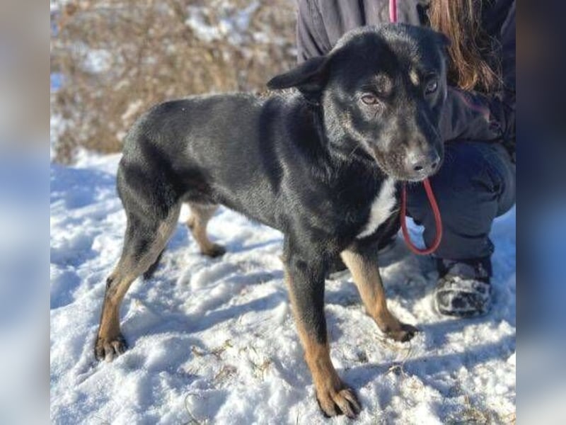 NERO ist eine Seele von Hund