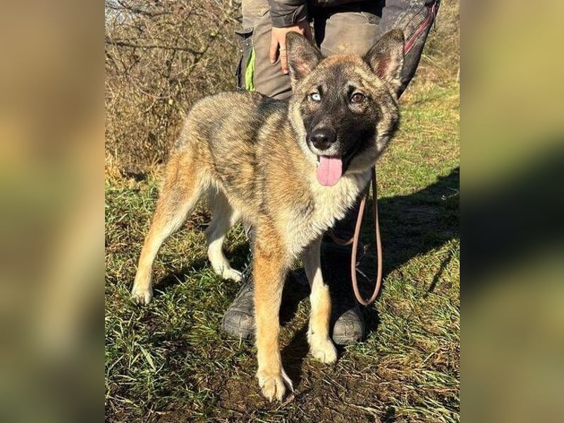 SKIPPER  hatte es nicht schön