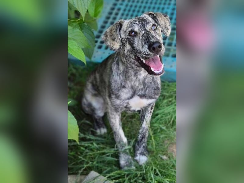 TIGRA sucht ein liebevolles Zuhause