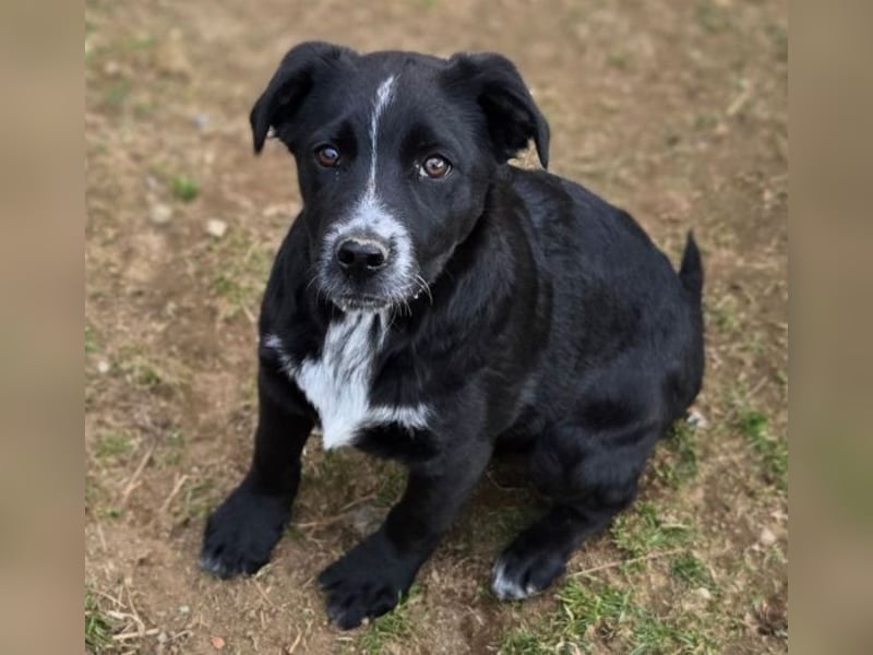 ATOS ist ein bezaubernder Hundebub