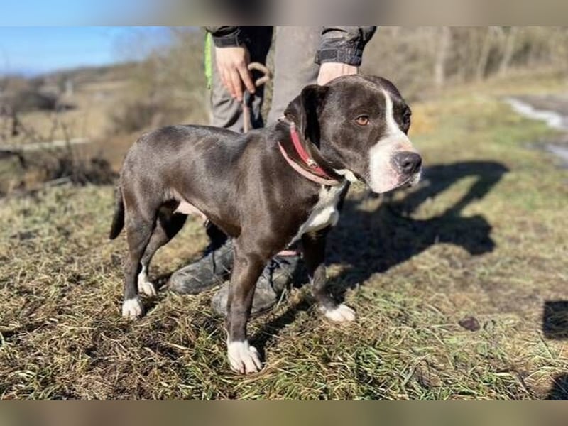 TORI hat einen Herzenswunsch  -ein Zuhause