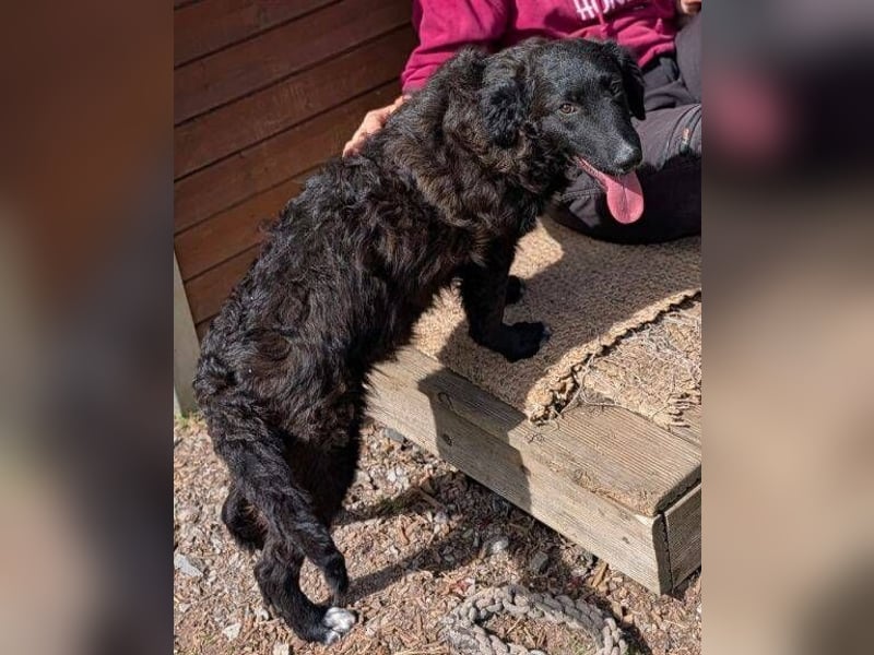 MISHA ist ein drolliger, verspielter Hundejunge