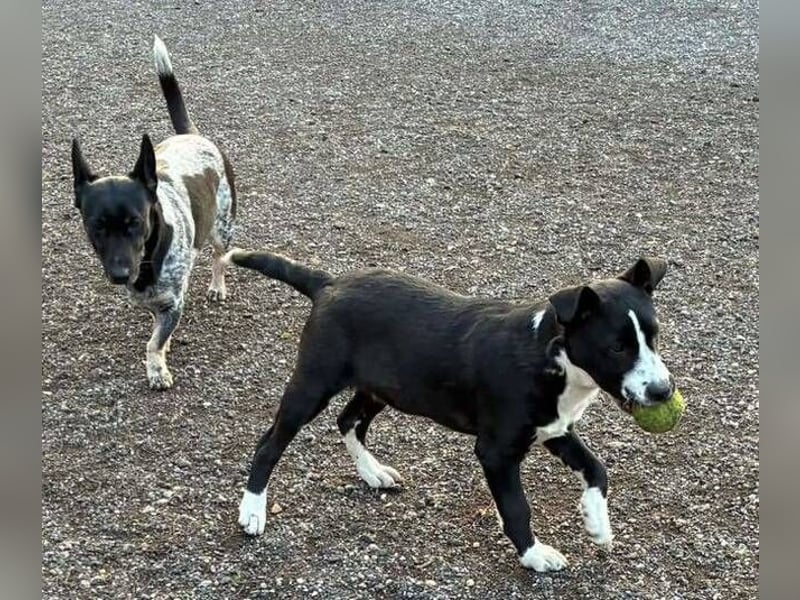 REANA ist ein süßes Hundemädchen