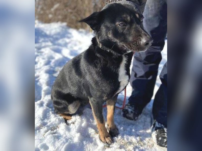 NERO ist eine Seele von Hund