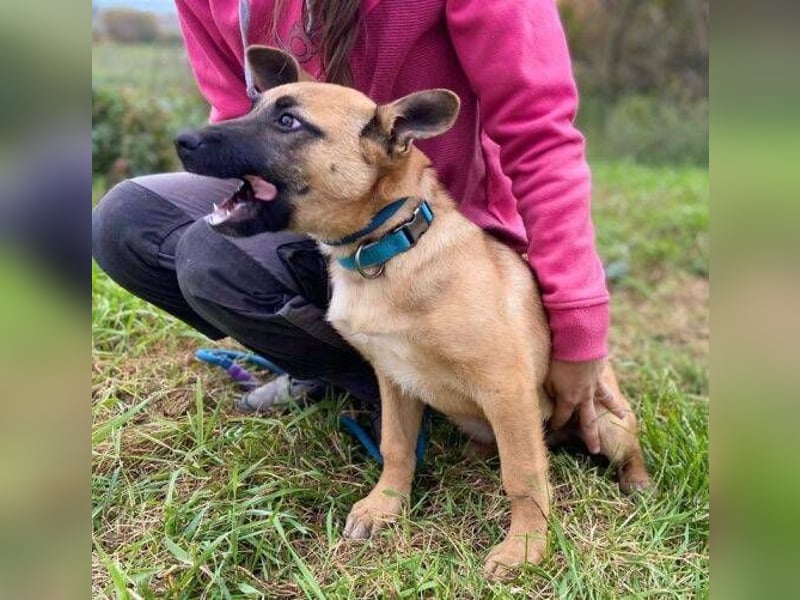 XARO süßer Hundejung sucht sein Zuhause