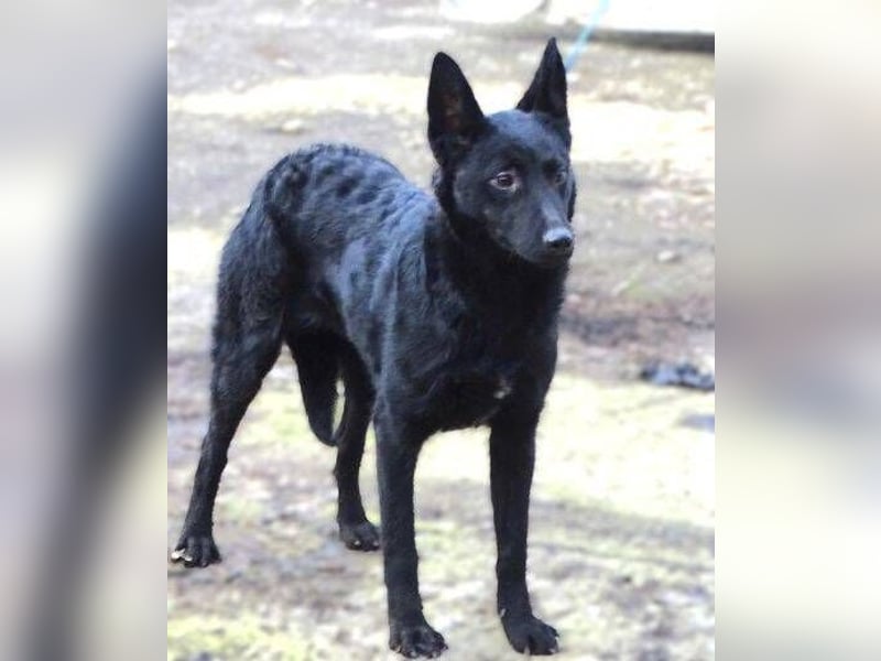 PETRA - süßes Spitzöhrchen