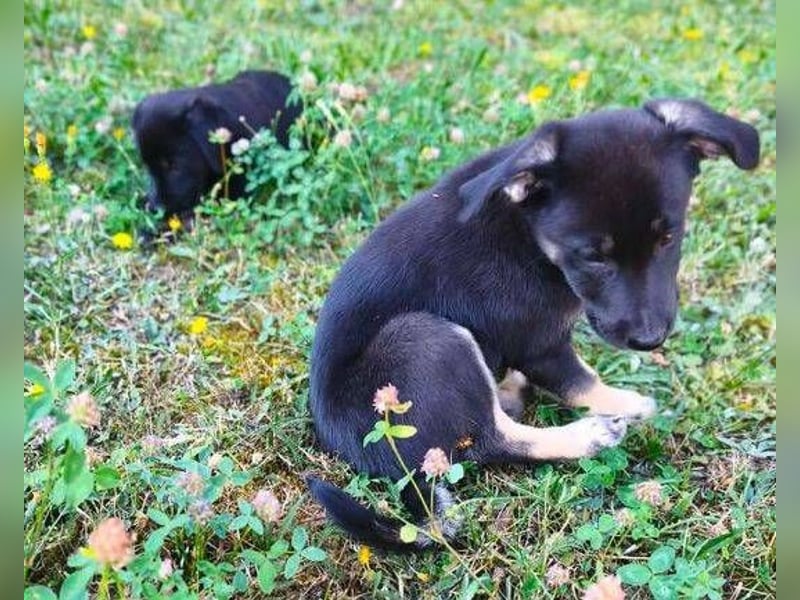 FLOKY , der kleine Hundebub wurde ausgesetzt
