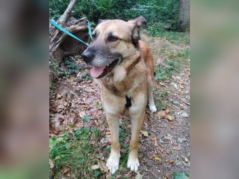 ASTON ist ein Traumhund