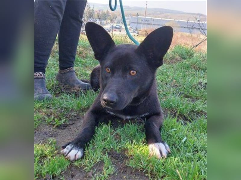 Syria, Schäferhund Mischling