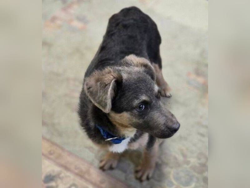 CHRISS ist ein bildhübsche Hundejunge