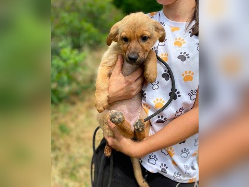 KYRA -das Hundebaby wurde "weggeworfen "