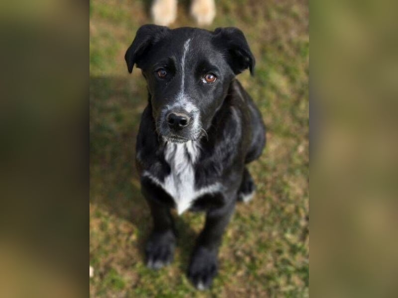 ATOS ist ein bezaubernder Hundebub